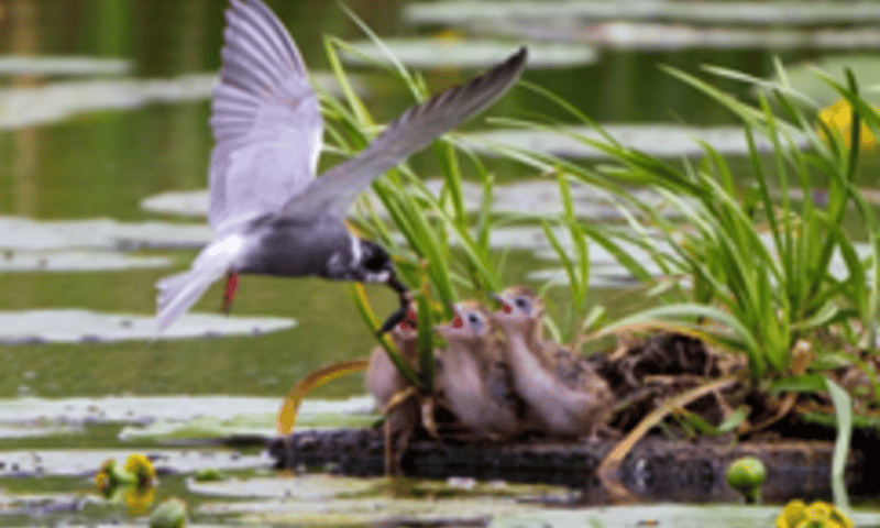 Nest bij eendenkooi