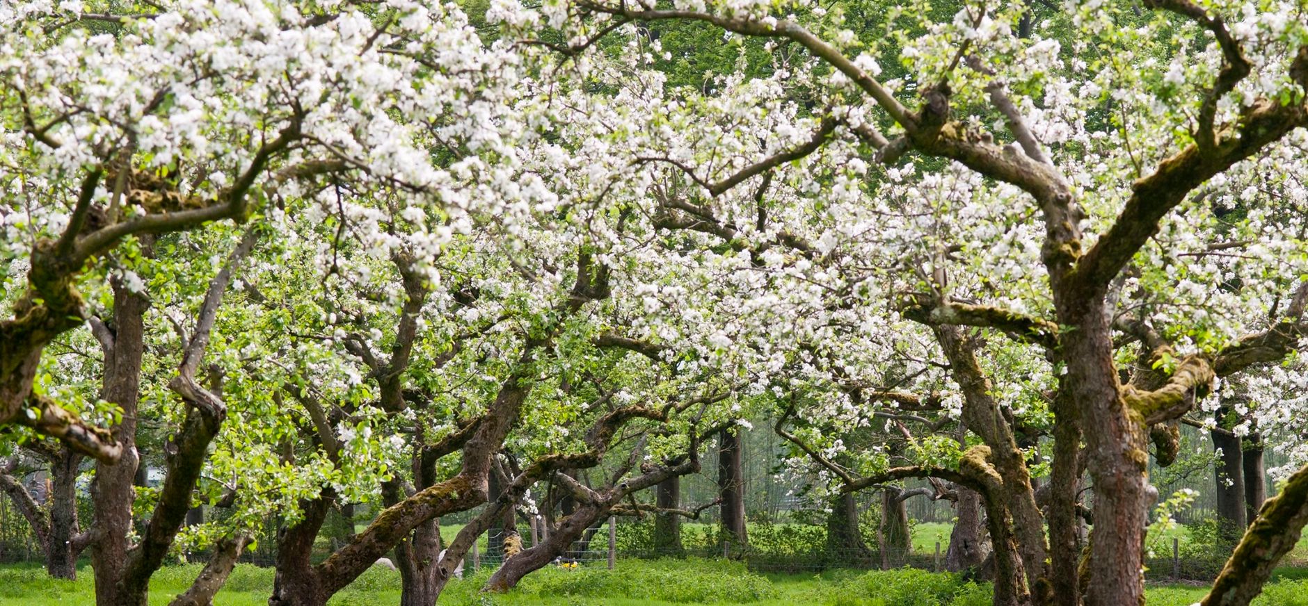Fruitbomen in bloei