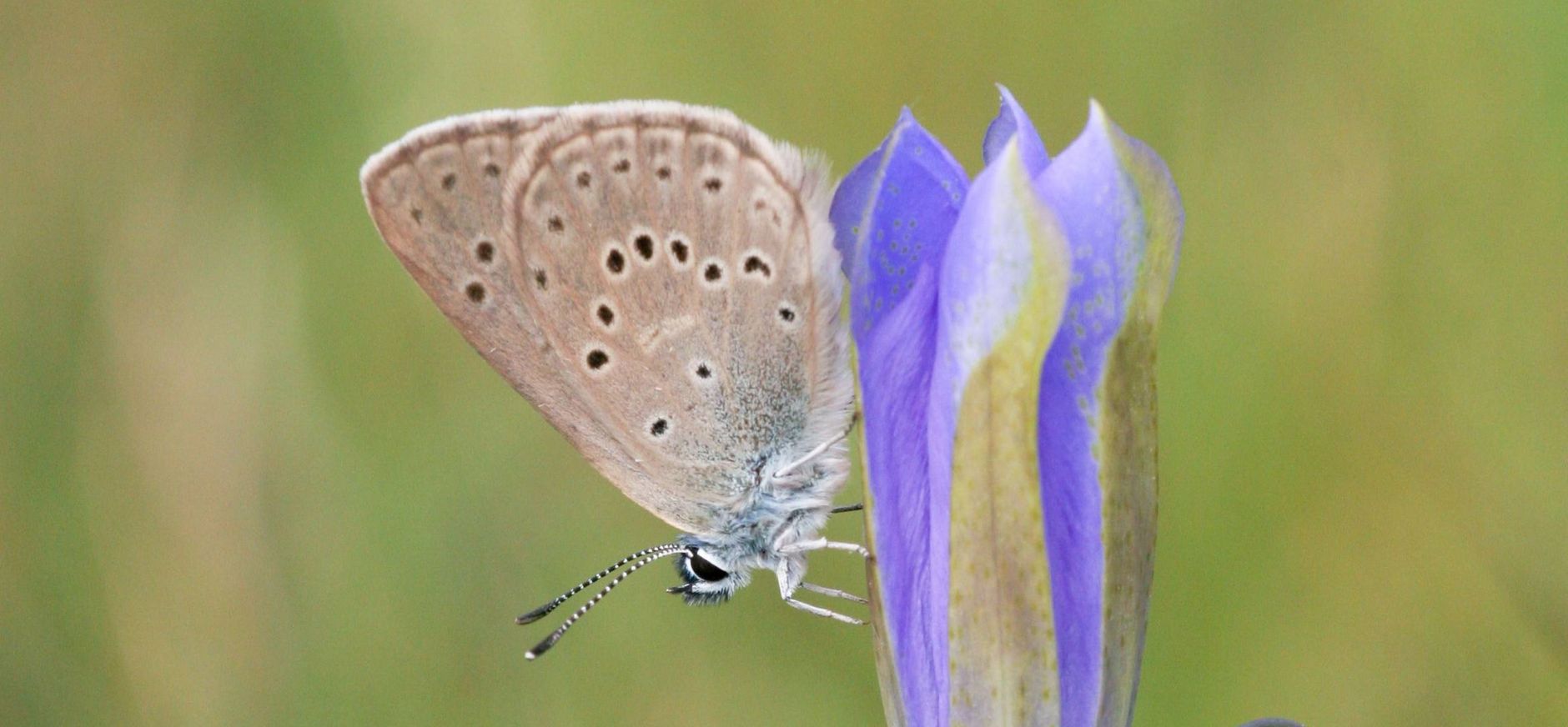 Gentiaanblauwtje Gentiaanblauwtje