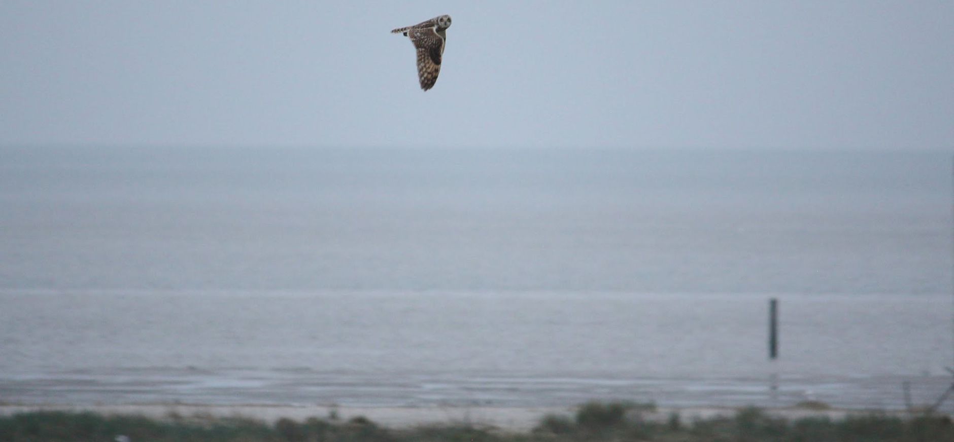 Een velduil op zoek naar wat eetbaars oven de huisdijk velduil