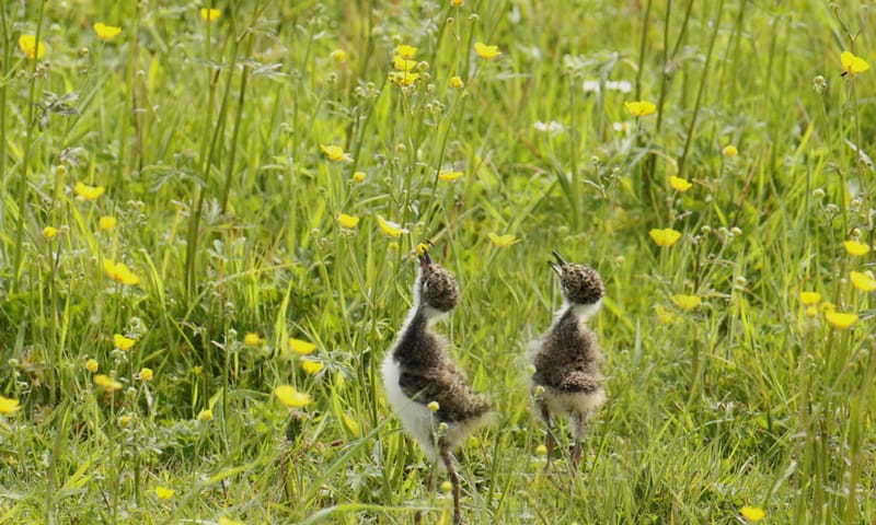 Kuikens kievit jagen op insecten Kuikens kievit jagen op insecten