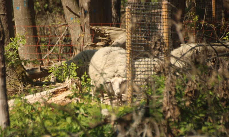 Schaap graast aan uitschietende Amerikaanse eiken Schaap graast aan uitschietende Amerikaanse eiken