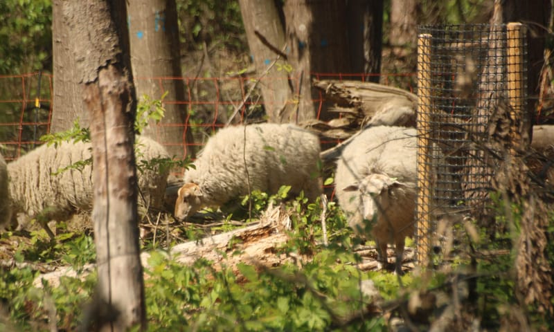 Schapen in het bos doen zich te goed aan de Amerikaanse eiken Schapen doen zich te goed aan de jonge Amerikaanse eiken
