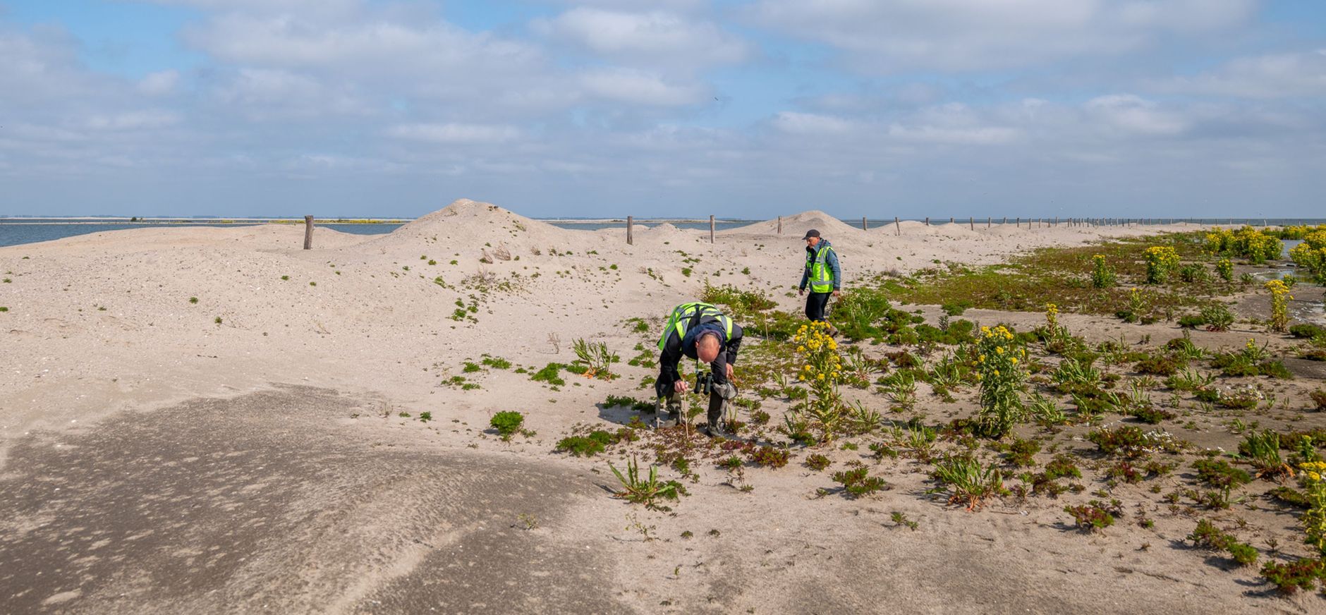 Twee mannen in de duinen die plantjes bekijken
