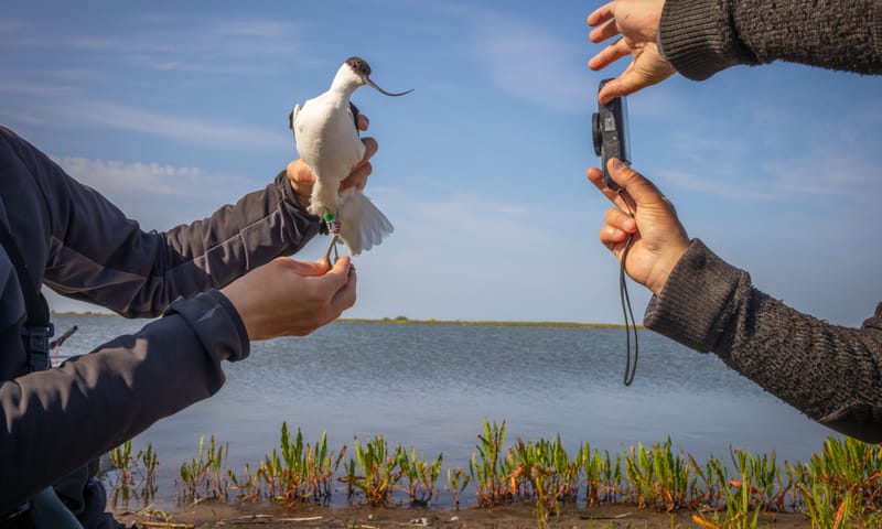 Jasper Doest De handen van 1 persoon houden een vogel vast, de ander maakt een foto