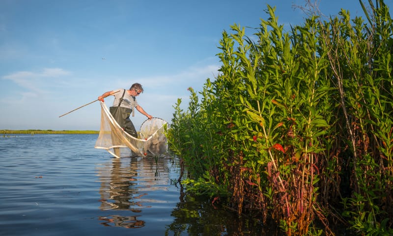 Onderzoeker met visnet aan het werk in kniediep water