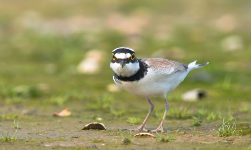 kleine plevier