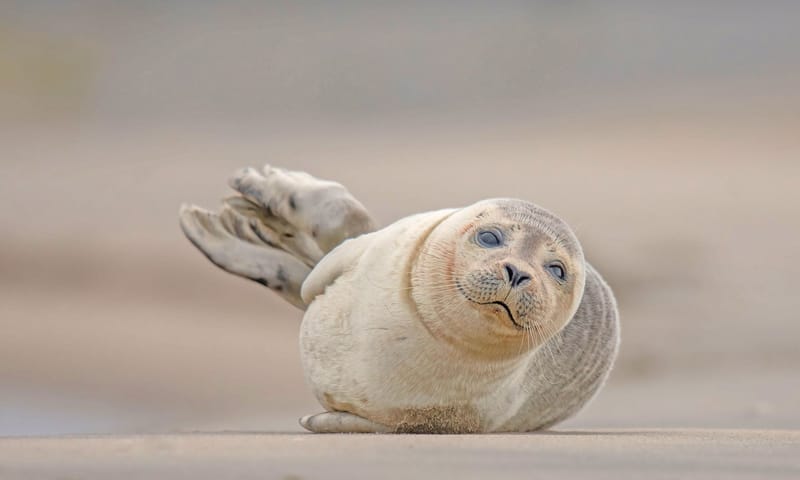 Zeehond