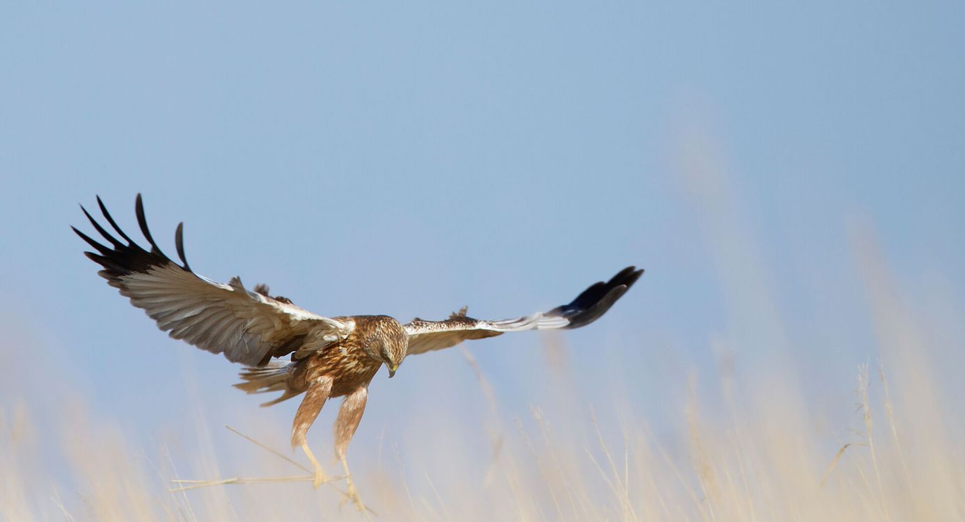 Bruine Kiekendief laag over het land