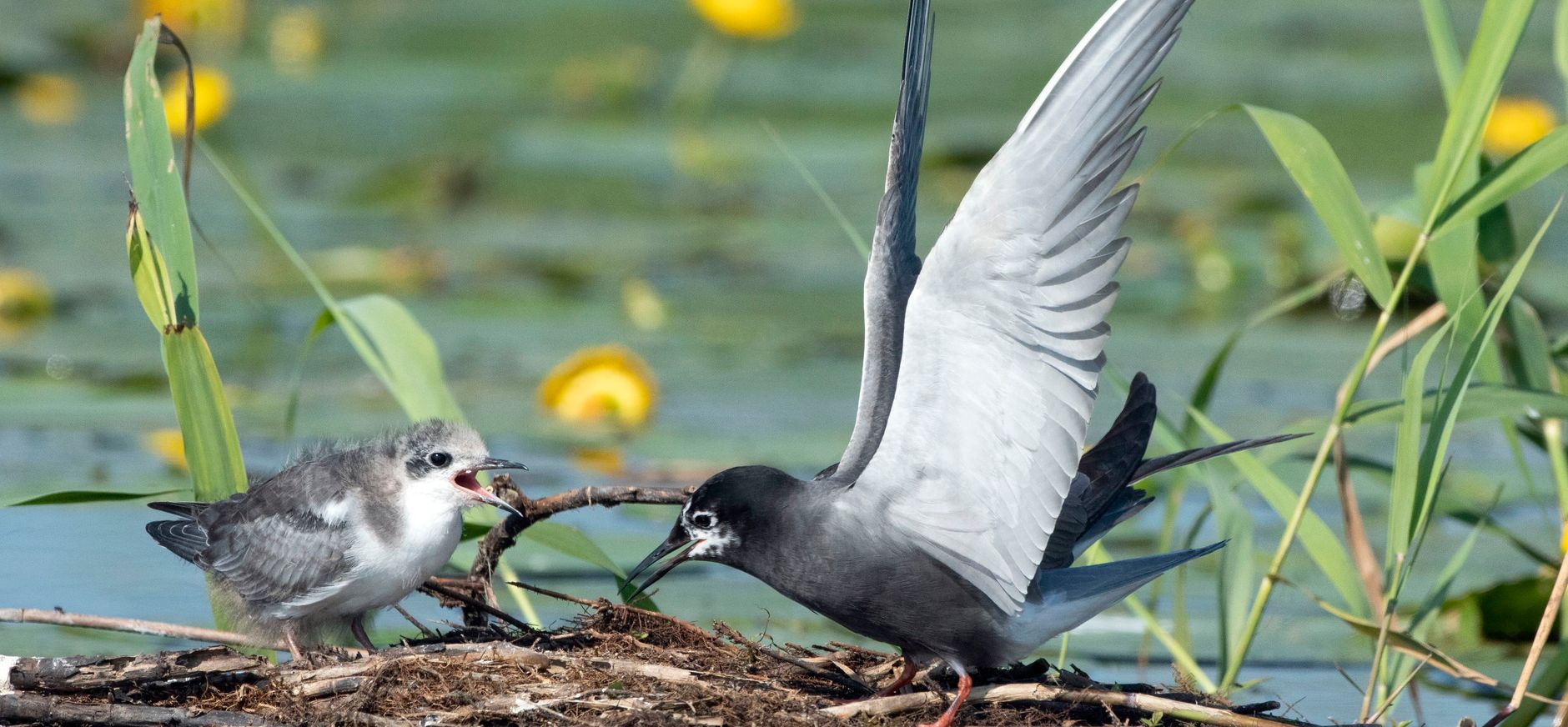 Zwarte stern met kuiken in De Wieden Zwarte stern met kuiken