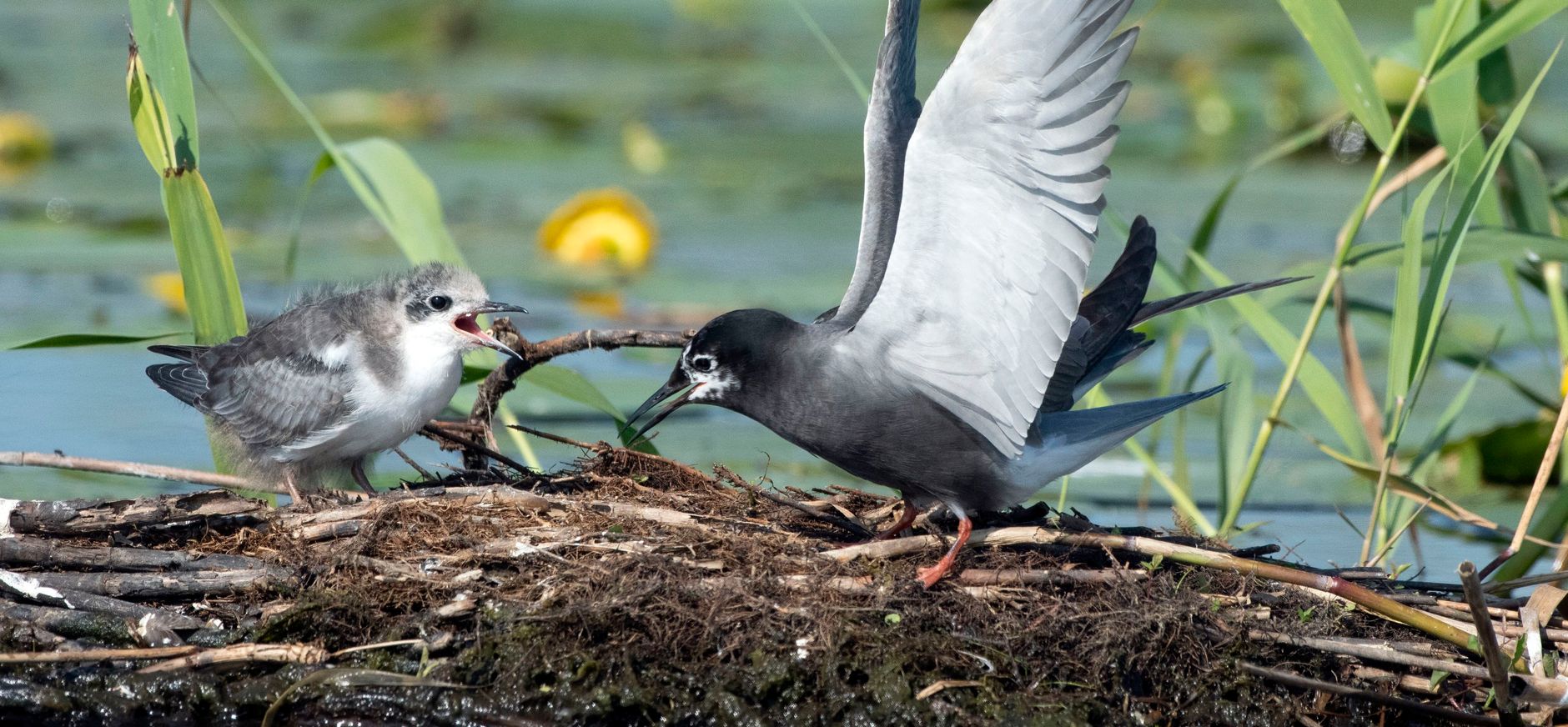 Zwarte stern met kuiken in De Wieden Zwarte stern met kuiken