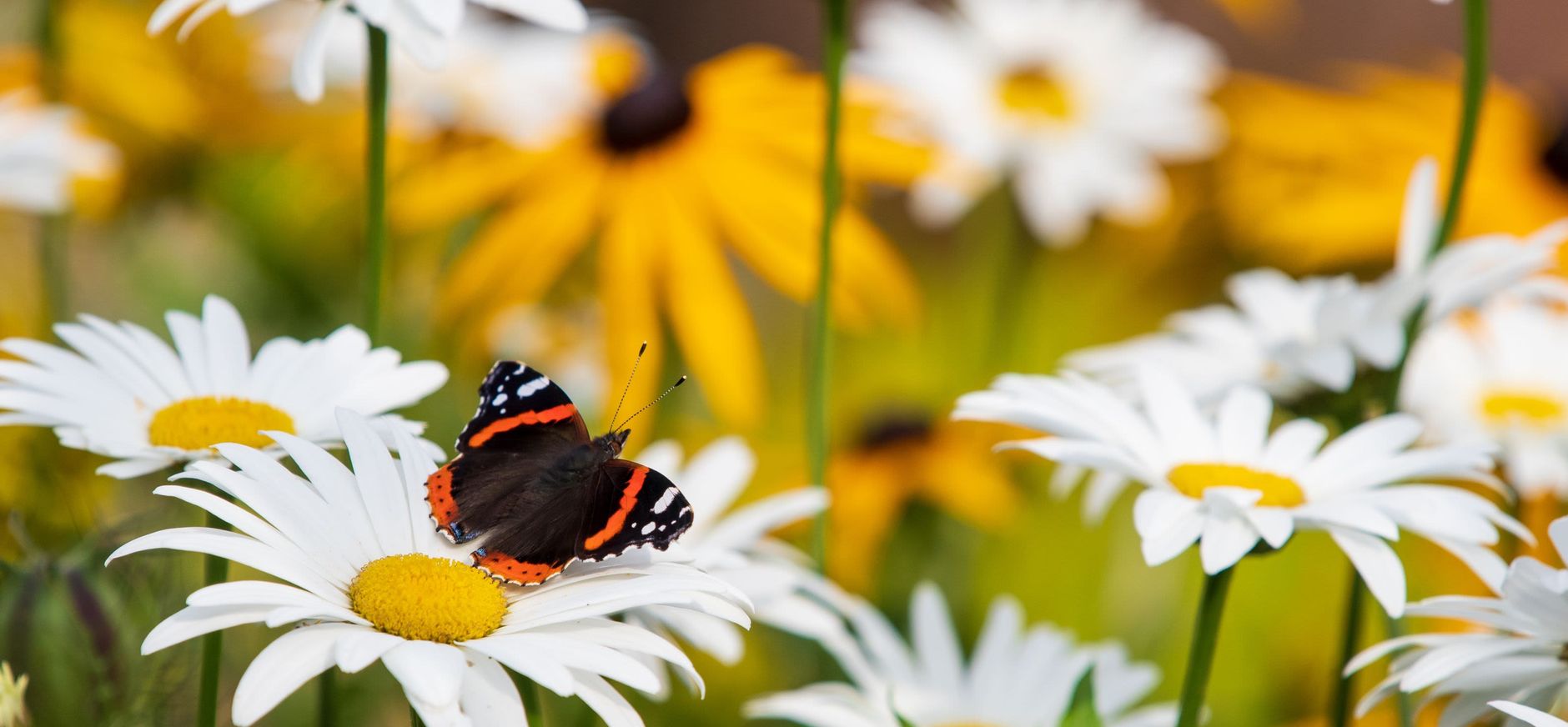 Wilde bloemen