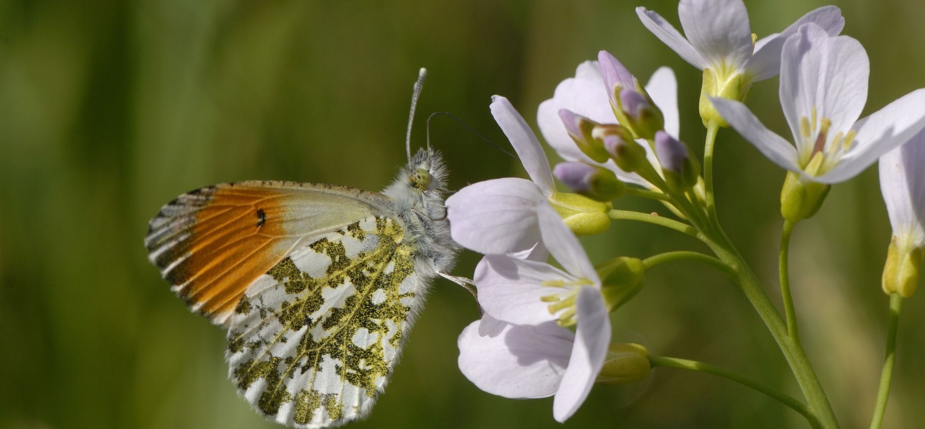 Oranjetipje op pinksterbloem Oranjetipje op pinksterbloem