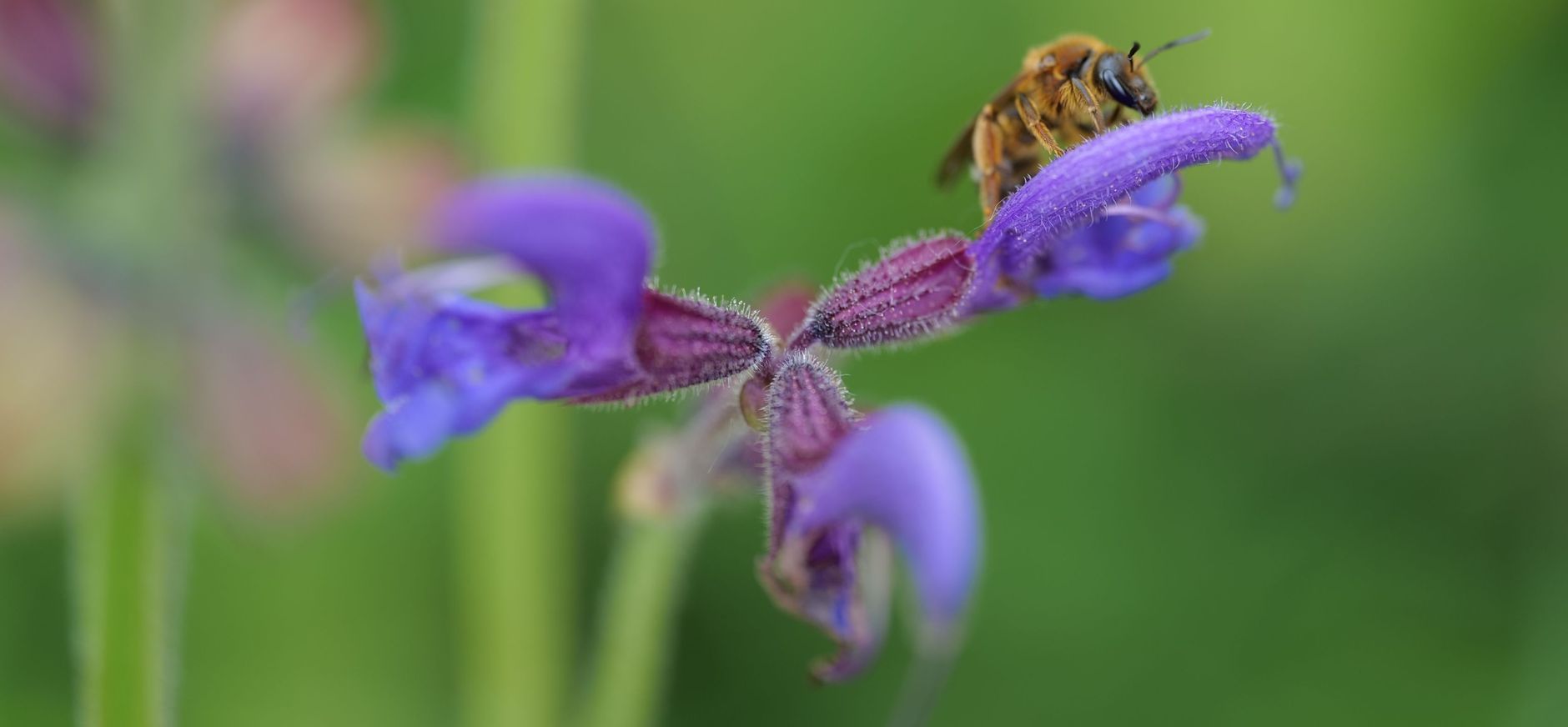 bestuiving door insecten bestuiving door insecten