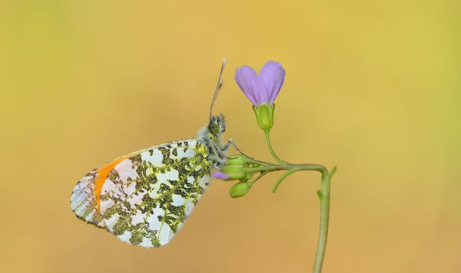 Oranjetipje op Pinksterbloem Oranjetipje op Pinksterbloem