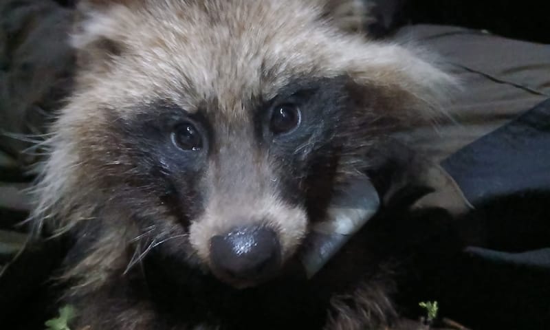 Gezenderde wasbeerhond Fochteloërveen Gezenderde wasbeerhond Fochteloërveen
