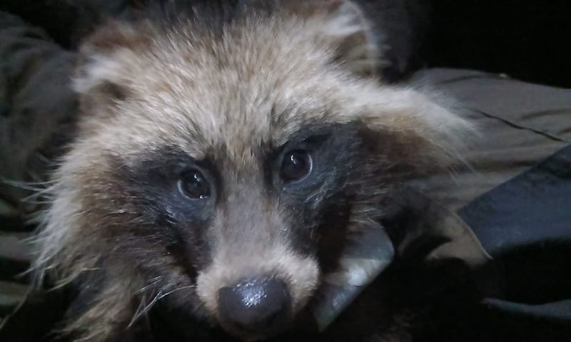 Gezenderde wasbeerhond Fochteloërveen Gezenderde wasbeerhond Fochteloërveen