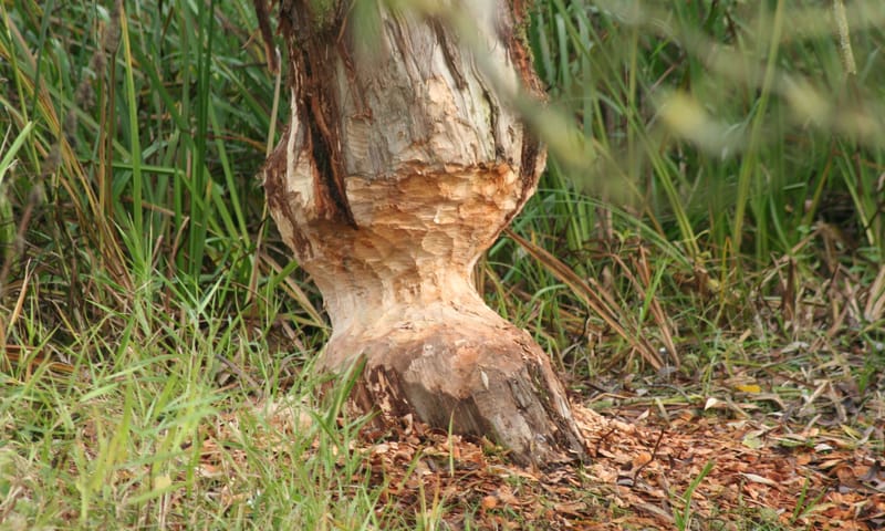 Beversporen op tiengemeten