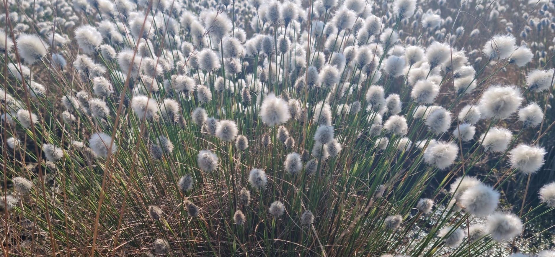 Veenpluis Veenpluis