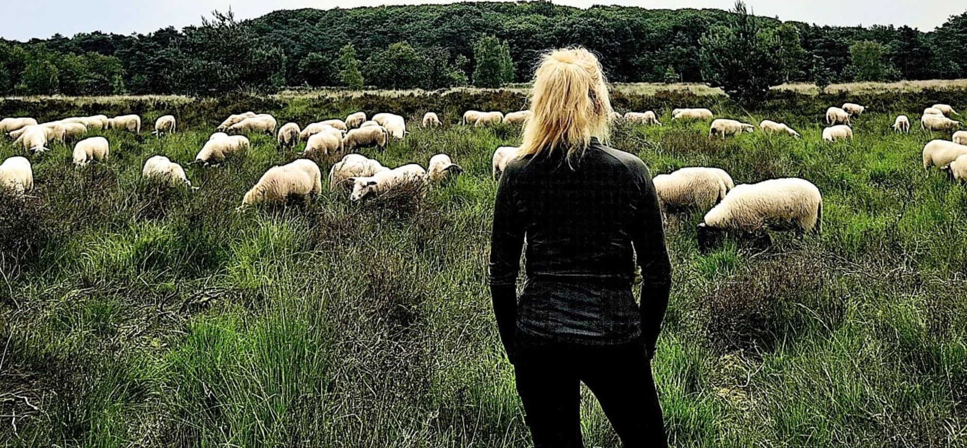 Schapen op de Turfvaartse Landgoederen Schapen op de Turfvaartse Landgoederen