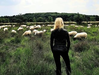 Schapen op de Turfvaartse Landgoederen