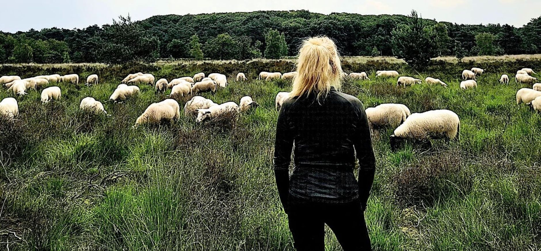 Schapen op de Turfvaartse Landgoederen Schapen op de Turfvaartse Landgoederen