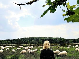 Schapenbegrazing op de Turfvaartse Landgoederen