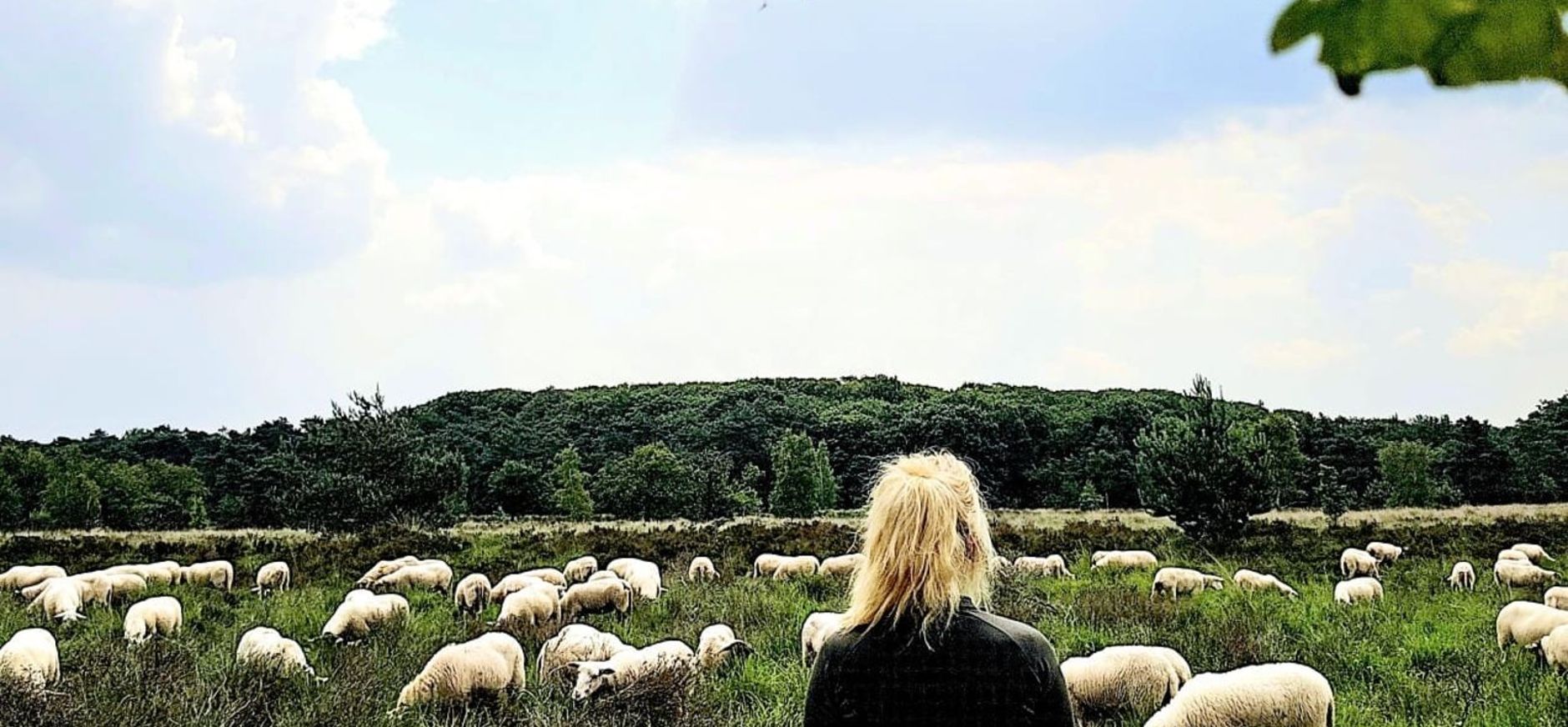Schapenbegrazing op de Turfvaartse Landgoederen Schapenbegrazing op de Turfvaartse Landgoederen