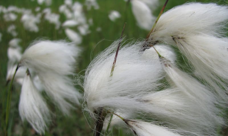 Veenpluis Veenpluis