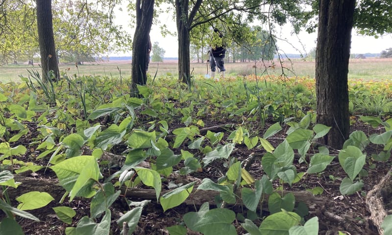 Aziatische duizendknoop