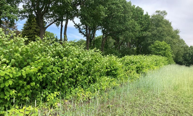 Aziatische duizendknoop