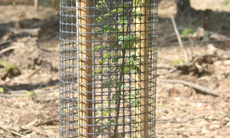 Aanplant lijsterbes beschermd met gaas tegen vraat
