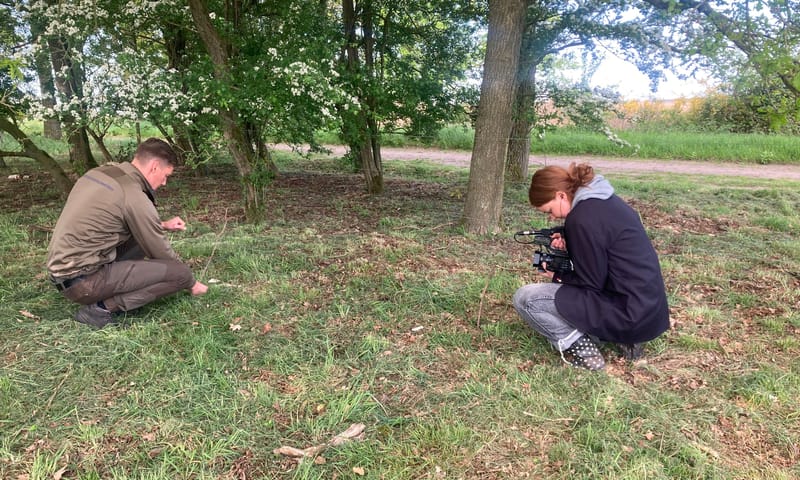 Aziatische duizendknoop
