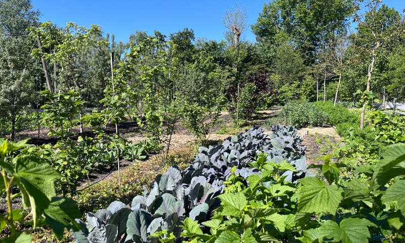 Agroforestry Utopia Eiland