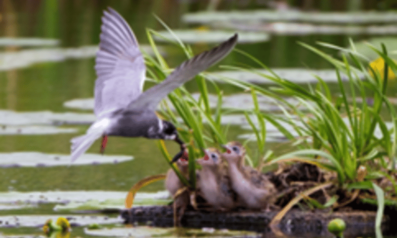 Nest bij eendenkooi