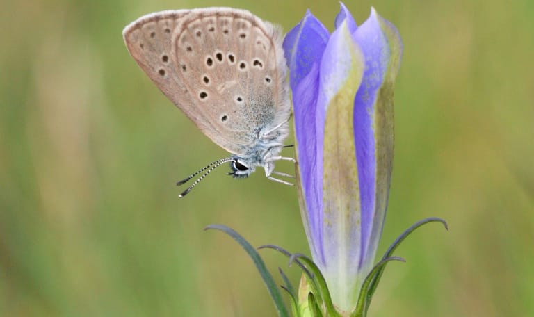 Gentiaanblauwtje