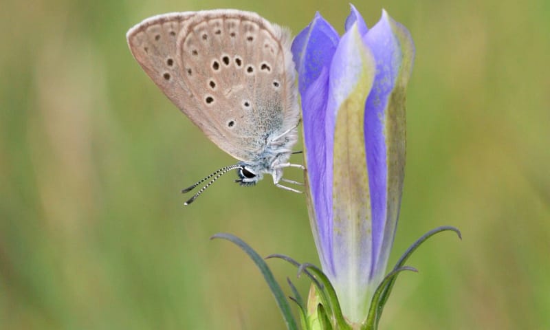 Gentiaanblauwtje Gentiaanblauwtje