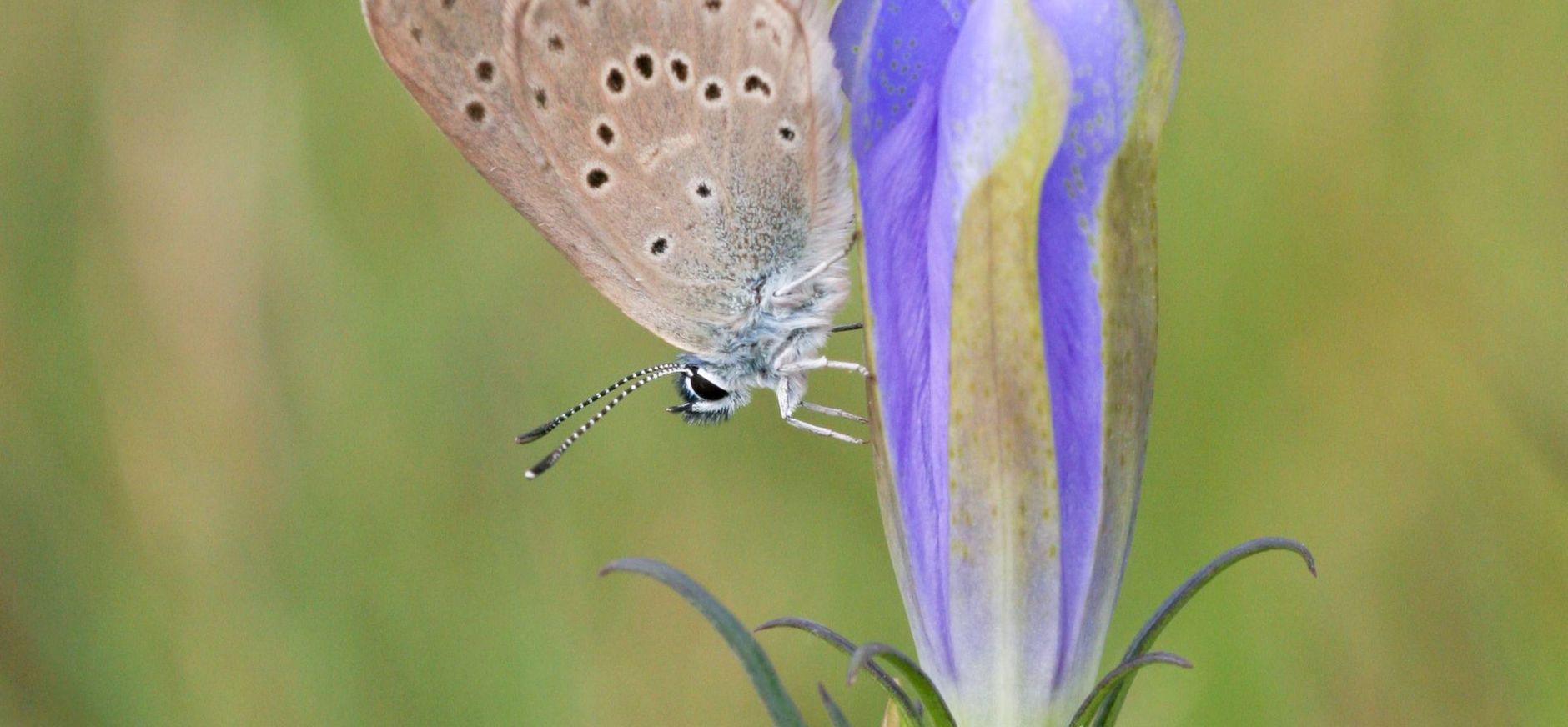 Gentiaanblauwtje