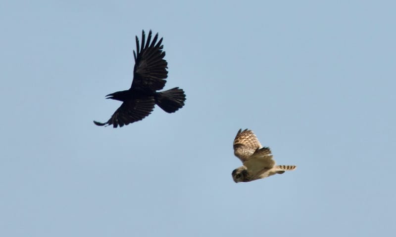 zwarte kraai en velduil