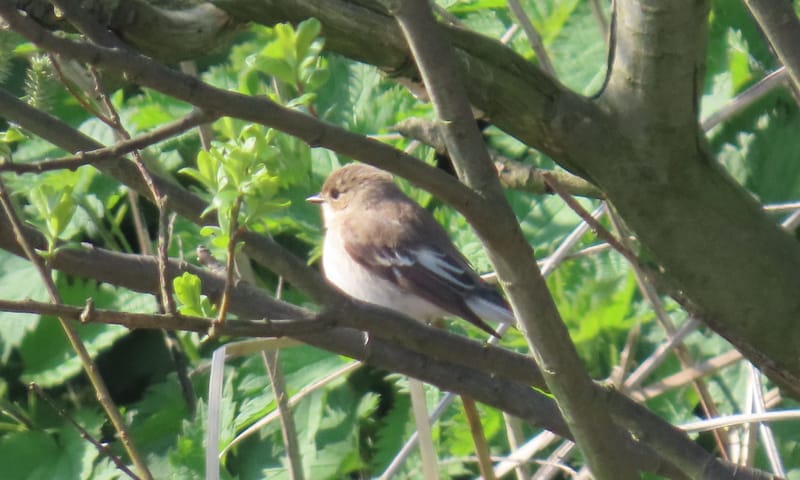 de bonte vliegenvanger