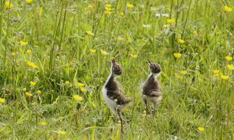 Kuikens kievit jagen op insecten