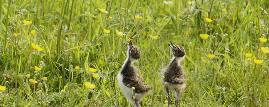 Kuikens kievit jagen op insecten