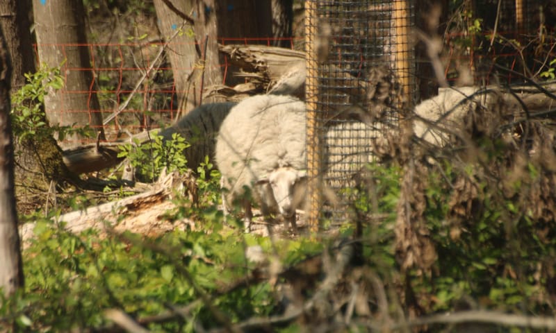 Schaap graast aan uitschietende Amerikaanse eiken