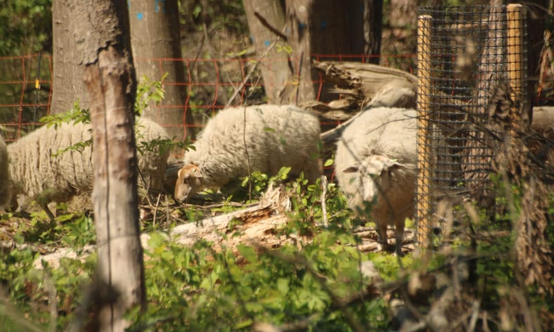 Schapen in het bos doen zich te goed aan de Amerikaanse eiken Schapen doen zich te goed aan de jonge Amerikaanse eiken