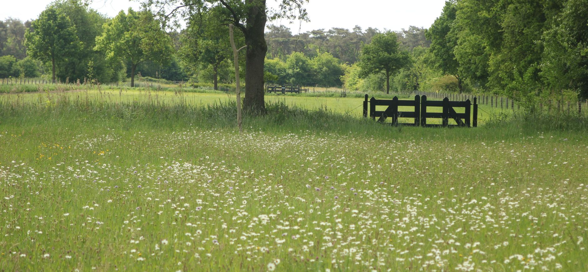 Bloemrijk grasland in de Margriet
