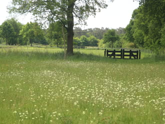Bloemrijk grasland in de Margriet