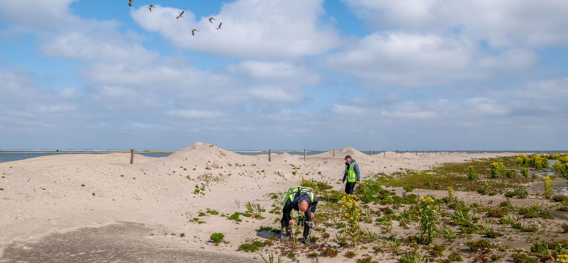 Twee mannen in de duinen die plantjes bekijken