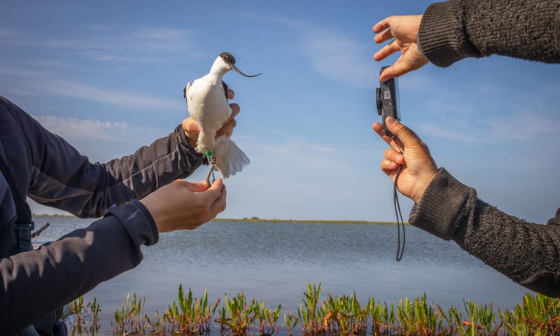 De handen van 1 persoon houden een vogel vast, de ander maakt een foto