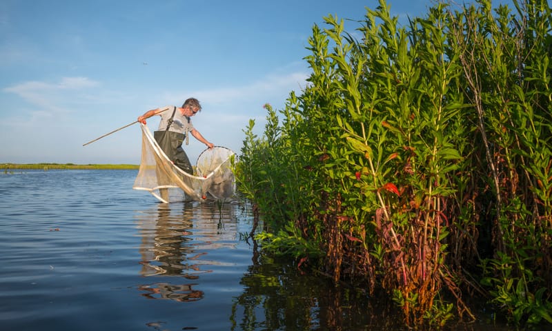 Onderzoeker met visnet aan het werk in kniediep water