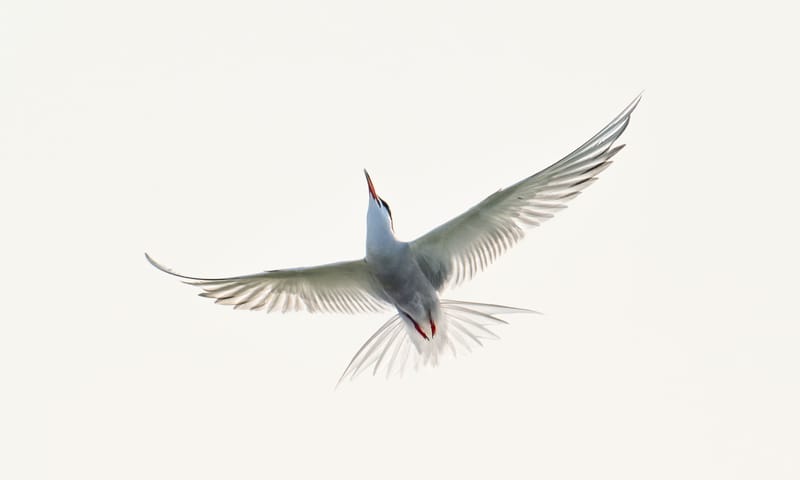 Witte vogel die je in de vlucht van onderaf bekijkt